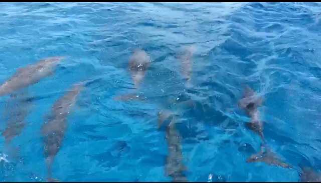 dolphin guam1